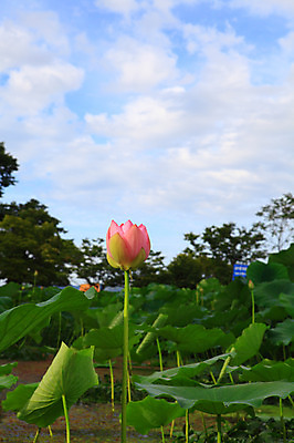 포토 JPG 주간 나무 식물 구름 꽃 화초 호수 줄기 분홍색 컬러 잎 한송이 자연 하늘 연꽃 풍경 사람없음 야외 정원 연못 수중식물 연잎 국내포토 자연요소 1 생태계 송이 파일형식