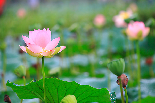 포토 JPG 주간 식물 꽃 화초 호수 분홍색 컬러 여러송이 잎 자연 연꽃 씨앗 사람없음 야외 아웃포커스 정원 연못 수중식물 연잎 국내포토 자연요소 다수 촬영기법 생태계 파일형식