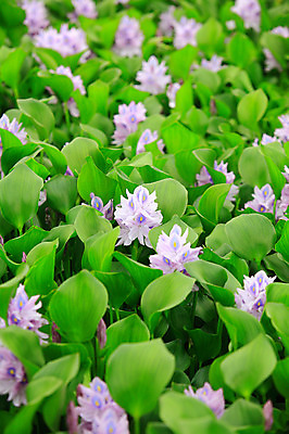 포토 JPG 주간 식물 꽃 화초 호수 컬러 여러송이 백그라운드 잎 자연 사람없음 야외 아웃포커스 정원 보라색 연못 수중식물 부레옥잠 국내포토 자연요소 다수 촬영기법 생태계 파일형식