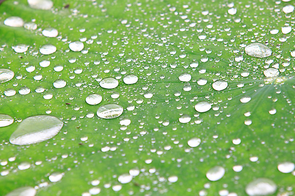 포토 JPG 주간 식물 컬러 백그라운드 잎 자연 근접촬영 사람없음 야외 아웃포커스 초록색 물 젖음 촉촉함 물방울 이슬 연잎 잎맥 국내포토 자연요소 뷰포인트 촬영기법 생태계 파일형식