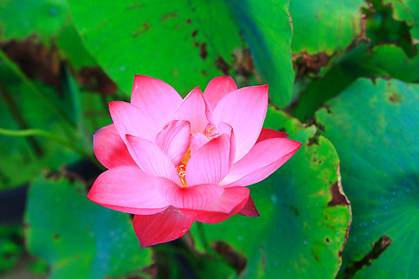포토 JPG 주간 식물 꽃 화초 호수 분홍색 컬러 잎 한송이 자연 연꽃 사람없음 야외 아웃포커스 하이앵글 정원 연못 수중식물 연잎 국내포토 자연요소 1 뷰포인트 촬영기법 생태계 송이 파일형식