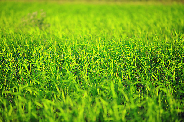 포토 JPG 주간 식물 컬러 백그라운드 자연 풍경 초원 사람없음 야외 아웃포커스 초록색 풀 국내포토 자연요소 촬영기법 생태계 파일형식