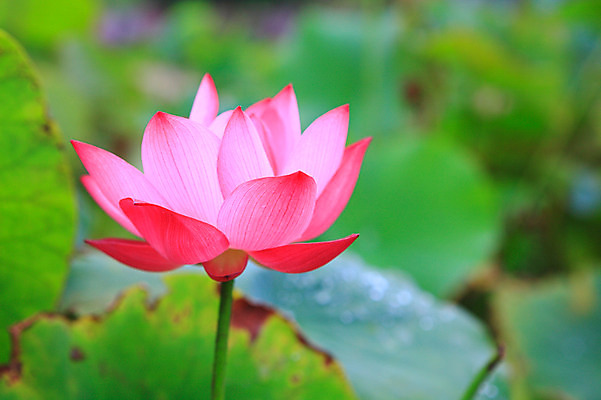 포토 JPG 주간 식물 꽃 화초 호수 줄기 분홍색 컬러 잎 한송이 자연 연꽃 근접촬영 사람없음 야외 아웃포커스 정원 연못 수중식물 연잎 국내포토 자연요소 1 뷰포인트 촬영기법 생태계 송이 파일형식