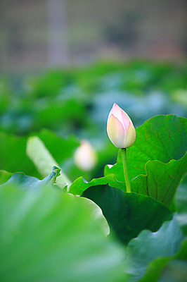 포토 JPG 주간 식물 꽃 화초 호수 줄기 분홍색 컬러 잎 한송이 자연 연꽃 사람없음 야외 아웃포커스 정원 연못 수중식물 연잎 꽃봉오리 국내포토 자연요소 1 촬영기법 생태계 송이 파일형식