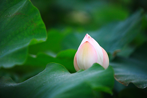 포토 JPG 주간 식물 꽃 화초 호수 분홍색 컬러 잎 한송이 자연 연꽃 근접촬영 사람없음 야외 아웃포커스 정원 연못 수중식물 연잎 꽃봉오리 국내포토 자연요소 1 뷰포인트 촬영기법 생태계 송이 파일형식