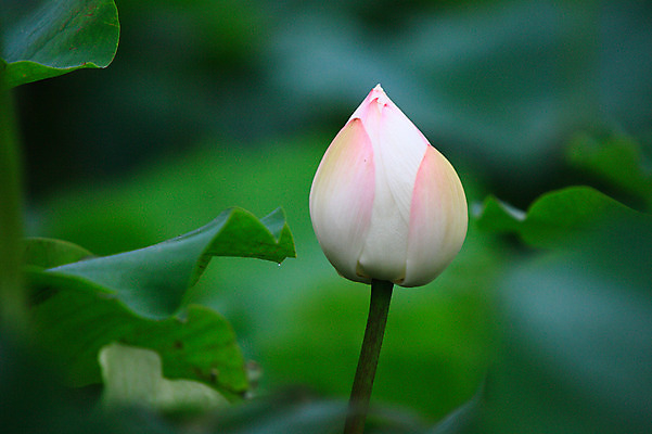 포토 JPG 주간 식물 꽃 화초 호수 줄기 분홍색 컬러 잎 한송이 자연 연꽃 근접촬영 사람없음 야외 아웃포커스 정원 연못 수중식물 연잎 꽃봉오리 국내포토 자연요소 1 뷰포인트 촬영기법 생태계 송이 파일형식