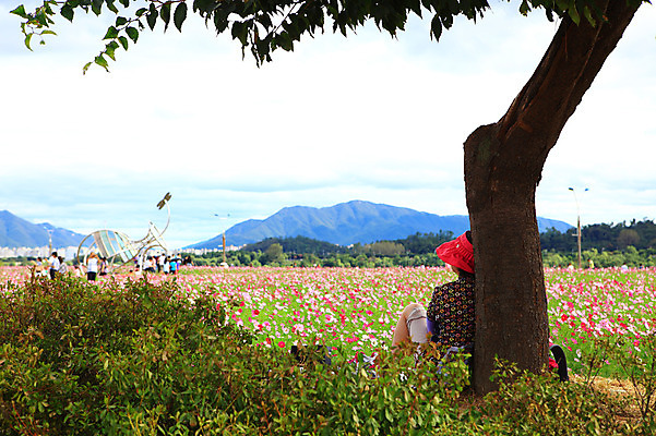 포토 JPG 주간 나무 식물 구름 공원 꽃 화초 꽃밭 자연 하늘 휴식 산 한국 사람 풍경 초원 여러명 야외 코스모스 경기도 구리 한강시민공원 국내포토 자연요소 공공시설 아시아 다수 컨셉 원소 한강 생태계 파일형식