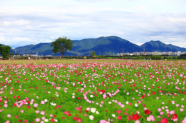 포토 JPG 주간 나무 식물 구름 공원 꽃 화초 꽃밭 가로등 자연 하늘 산 아파트 한국 풍경 초원 사람없음 야외 아웃포커스 도시풍경 도시 코스모스 경기도 구리 한강시민공원 국내포토 자연요소 공공시설 아시아 주택 촬영기법 원소 한강 생태계 파일형식