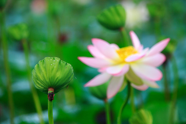 포토 JPG 주간 식물 꽃 화초 호수 줄기 분홍색 컬러 한송이 자연 연꽃 씨앗 사람없음 야외 아웃포커스 정원 연못 수중식물 국내포토 자연요소 1 촬영기법 생태계 송이 파일형식