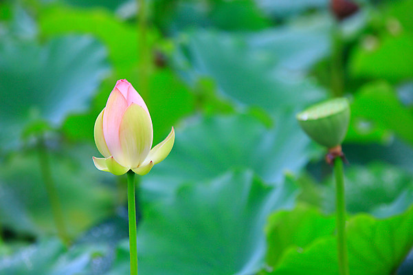포토 JPG 주간 식물 꽃 화초 호수 줄기 분홍색 컬러 잎 한송이 자연 연꽃 씨앗 사람없음 야외 아웃포커스 정원 연못 수중식물 연잎 꽃봉오리 국내포토 자연요소 1 촬영기법 생태계 송이 파일형식