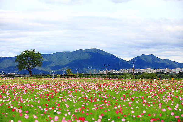 포토 JPG 주간 나무 식물 구름 공원 꽃 화초 꽃밭 가로등 자연 하늘 산 아파트 한국 풍경 초원 사람없음 야외 아웃포커스 도시풍경 도시 코스모스 경기도 구리 한강시민공원 국내포토 자연요소 공공시설 아시아 주택 촬영기법 원소 한강 생태계 파일형식