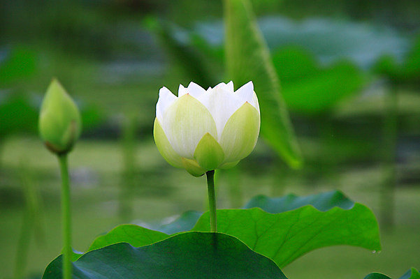 포토 JPG 주간 식물 꽃 화초 호수 줄기 컬러 잎 자연 연꽃 사람없음 야외 아웃포커스 정원 흰색 연못 수중식물 두송이 연잎 꽃봉오리 국내포토 자연요소 2 촬영기법 생태계 파일형식