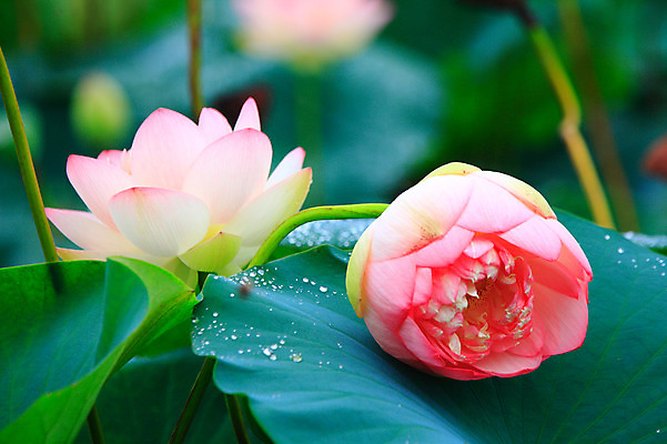 포토 JPG 주간 식물 꽃 화초 호수 줄기 분홍색 컬러 잎 자연 연꽃 근접촬영 사람없음 야외 아웃포커스 정원 물방울 연못 수중식물 이슬 두송이 연잎 국내포토 자연요소 뷰포인트 2 촬영기법 생태계 파일형식