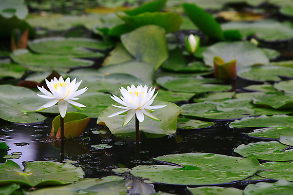 포토 JPG 주간 식물 꽃 화초 호수 줄기 컬러 자연 연꽃 사람없음 야외 아웃포커스 물 정원 흰색 연못 수중식물 두송이 수련 연잎 국내포토 자연요소 잎 2 촬영기법 생태계 파일형식