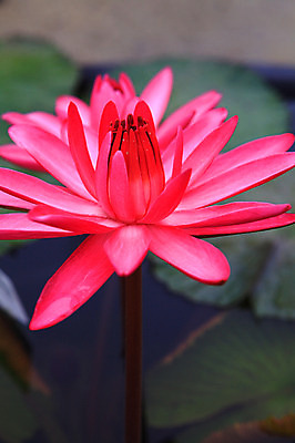 포토 JPG 주간 식물 꽃 화초 호수 분홍색 컬러 잎 한송이 자연 연꽃 근접촬영 사람없음 야외 아웃포커스 정원 연못 수중식물 국내포토 자연요소 1 뷰포인트 촬영기법 생태계 송이 파일형식