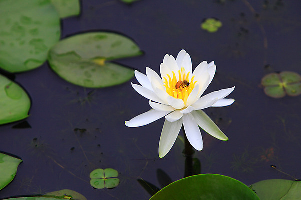 포토 JPG 주간 식물 동물 꽃 화초 호수 컬러 곤충 잎 한송이 자연 연꽃 사람없음 야외 아웃포커스 물 정원 흰색 연못 수중식물 벌레 벌 연잎 국내포토 자연요소 1 촬영기법 생태계 송이 파일형식
