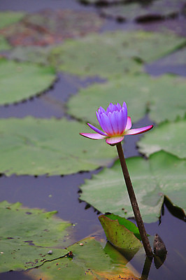포토 JPG 주간 식물 꽃 화초 호수 줄기 컬러 잎 한송이 자연 연꽃 사람없음 야외 아웃포커스 정원 보라색 연못 수중식물 연잎 국내포토 자연요소 1 촬영기법 생태계 송이 파일형식