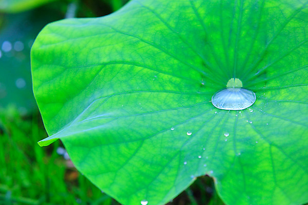 포토 JPG 주간 식물 컬러 백그라운드 잎 자연 근접촬영 사람없음 야외 아웃포커스 초록색 물 젖음 촉촉함 물방울 이슬 연잎 잎맥 국내포토 자연요소 뷰포인트 촬영기법 생태계 파일형식