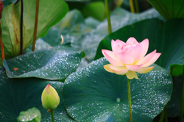 포토 JPG 주간 식물 꽃 화초 호수 줄기 분홍색 컬러 잎 자연 연꽃 사람없음 야외 아웃포커스 정원 촉촉함 물방울 연못 수중식물 이슬 두송이 연잎 꽃봉오리 국내포토 자연요소 2 촬영기법 젖음 생태계 파일형식