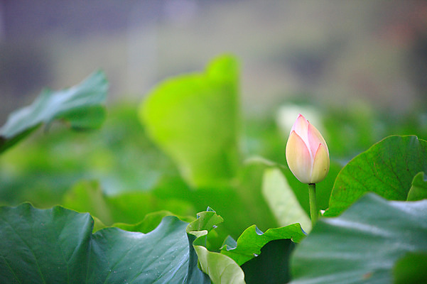 포토 JPG 주간 식물 꽃 화초 호수 분홍색 컬러 잎 한송이 자연 연꽃 사람없음 야외 아웃포커스 정원 연못 수중식물 연잎 꽃봉오리 국내포토 자연요소 1 촬영기법 생태계 송이 파일형식