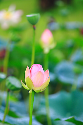 포토 JPG 주간 식물 꽃 화초 호수 줄기 분홍색 컬러 잎 자연 연꽃 씨앗 사람없음 야외 아웃포커스 정원 연못 수중식물 연잎 국내포토 자연요소 촬영기법 생태계 파일형식