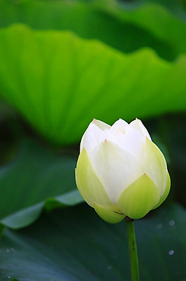 포토 JPG 주간 식물 꽃 화초 호수 줄기 컬러 잎 한송이 자연 연꽃 근접촬영 사람없음 야외 아웃포커스 정원 흰색 연못 수중식물 연잎 국내포토 자연요소 1 뷰포인트 촬영기법 생태계 송이 파일형식