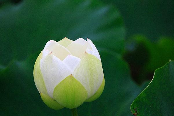 포토 JPG 주간 식물 꽃 화초 호수 컬러 잎 한송이 자연 연꽃 근접촬영 사람없음 야외 아웃포커스 정원 흰색 연못 수중식물 연잎 국내포토 자연요소 1 뷰포인트 촬영기법 생태계 송이 파일형식