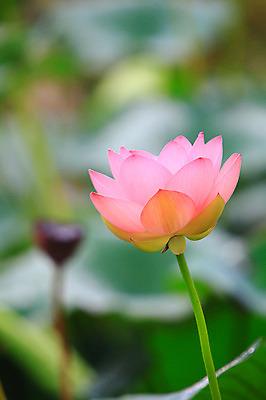 포토 JPG 주간 식물 꽃 화초 호수 줄기 분홍색 컬러 잎 한송이 자연 연꽃 사람없음 야외 아웃포커스 정원 연못 수중식물 연잎 국내포토 자연요소 1 촬영기법 생태계 송이 파일형식