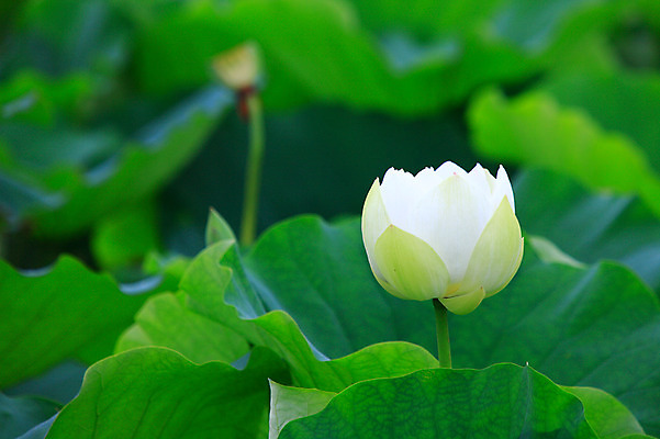 포토 JPG 주간 식물 꽃 화초 호수 줄기 컬러 잎 한송이 자연 연꽃 사람없음 야외 아웃포커스 정원 흰색 연못 수중식물 연잎 국내포토 자연요소 1 촬영기법 생태계 송이 파일형식