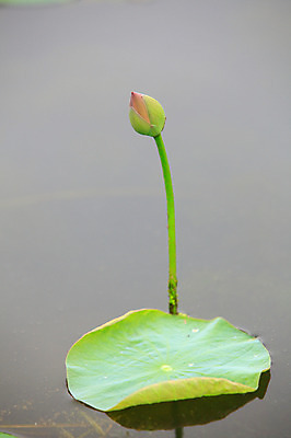포토 JPG 주간 식물 꽃 화초 호수 줄기 잎 한송이 자연 연꽃 사람없음 야외 물 정원 연못 수중식물 연잎 꽃봉오리 국내포토 자연요소 1 생태계 송이 파일형식