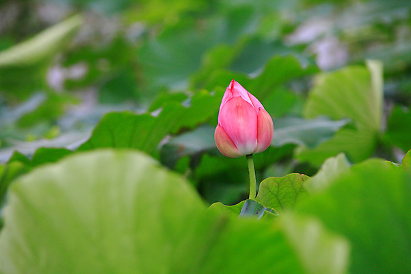 포토 JPG 주간 식물 꽃 화초 호수 줄기 분홍색 컬러 잎 한송이 자연 연꽃 근접촬영 사람없음 야외 아웃포커스 정원 연못 수중식물 연잎 꽃봉오리 국내포토 자연요소 1 뷰포인트 촬영기법 생태계 송이 파일형식