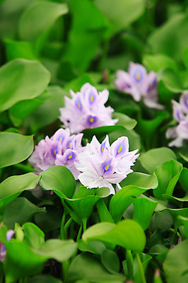 포토 JPG 주간 식물 꽃 화초 호수 컬러 여러송이 백그라운드 잎 자연 사람없음 야외 아웃포커스 정원 보라색 연못 수중식물 부레옥잠 국내포토 자연요소 다수 촬영기법 생태계 파일형식