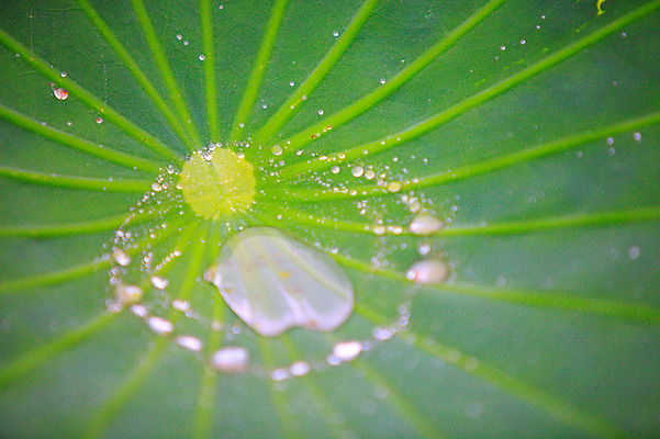 포토 JPG 주간 식물 컬러 백그라운드 잎 자연 근접촬영 사람없음 야외 아웃포커스 초록색 물 젖음 촉촉함 물방울 이슬 연잎 잎맥 국내포토 자연요소 뷰포인트 촬영기법 생태계 파일형식