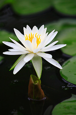 포토 JPG 주간 식물 꽃 화초 호수 컬러 잎 한송이 자연 연꽃 근접촬영 사람없음 야외 아웃포커스 정원 흰색 연못 수중식물 연잎 국내포토 자연요소 1 뷰포인트 촬영기법 생태계 송이 파일형식