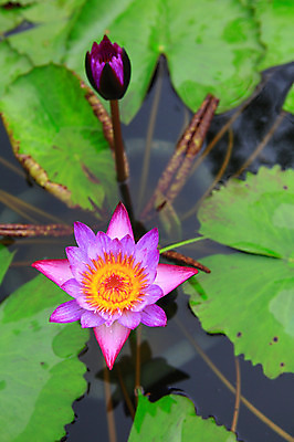 포토 JPG 주간 식물 꽃 화초 호수 줄기 분홍색 컬러 잎 자연 연꽃 사람없음 야외 아웃포커스 하이앵글 정원 연못 수중식물 두송이 연잎 꽃봉오리 국내포토 자연요소 뷰포인트 2 촬영기법 생태계 파일형식