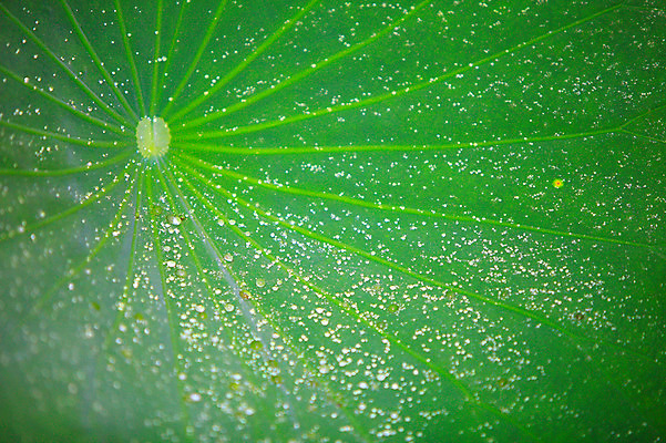 포토 JPG 주간 식물 컬러 백그라운드 잎 자연 근접촬영 사람없음 야외 아웃포커스 초록색 물 젖음 촉촉함 물방울 이슬 연잎 잎맥 국내포토 자연요소 뷰포인트 촬영기법 생태계 파일형식