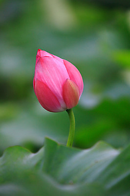 포토 JPG 주간 식물 꽃 화초 호수 줄기 분홍색 컬러 잎 한송이 자연 연꽃 근접촬영 사람없음 야외 아웃포커스 정원 연못 수중식물 연잎 꽃봉오리 국내포토 자연요소 1 뷰포인트 촬영기법 생태계 송이 파일형식