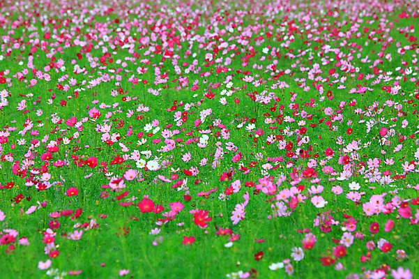 포토 JPG 주간 식물 계절 꽃 화초 여러송이 백그라운드 꽃밭 자연 풍경 초원 사람없음 야외 아웃포커스 컬러풀 가을풍경 가을 코스모스 국내포토 자연요소 컬러 다수 촬영기법 생태계 파일형식 가을_계절