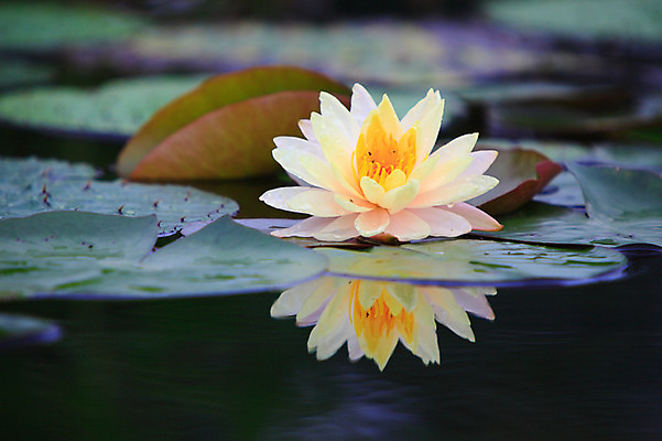 포토 JPG 주간 식물 꽃 화초 호수 컬러 잎 한송이 자연 연꽃 물그림자 사람없음 야외 아웃포커스 반사 노란색 정원 흰색 연못 수중식물 연잎 국내포토 자연요소 1 촬영기법 그림자 생태계 송이 파일형식