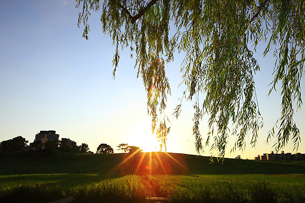 포토 JPG 주간 나무 식물 건축물 공원 자연 하늘 서울 한국 풍경 잔디 초원 야외 건물 빛 햇빛 태양 나뭇가지 버드나무 언덕 올림픽공원 국내포토 자연요소 공공시설 건축 아시아 생태계 파일형식