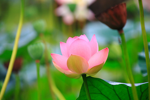 포토 JPG 주간 식물 꽃 화초 호수 줄기 분홍색 컬러 잎 한송이 자연 연꽃 씨앗 사람없음 야외 아웃포커스 정원 연못 수중식물 연잎 국내포토 자연요소 1 촬영기법 생태계 송이 파일형식