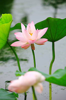 포토 JPG 주간 식물 꽃 화초 호수 줄기 분홍색 컬러 잎 자연 연꽃 사람없음 야외 아웃포커스 정원 연못 수중식물 두송이 연잎 국내포토 자연요소 2 촬영기법 생태계 파일형식