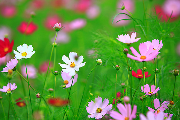 포토 JPG 주간 식물 계절 꽃 화초 여러송이 백그라운드 꽃밭 자연 풍경 초원 사람없음 야외 아웃포커스 컬러풀 가을풍경 가을 코스모스 국내포토 자연요소 컬러 다수 촬영기법 생태계 파일형식 가을_계절