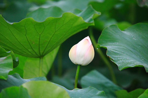포토 JPG 주간 식물 꽃 화초 호수 줄기 분홍색 컬러 잎 한송이 자연 연꽃 사람없음 야외 아웃포커스 정원 연못 수중식물 연잎 국내포토 자연요소 1 촬영기법 생태계 송이 파일형식