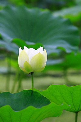 포토 JPG 주간 식물 꽃 화초 호수 줄기 컬러 잎 한송이 자연 연꽃 사람없음 야외 아웃포커스 정원 흰색 연못 수중식물 연잎 국내포토 자연요소 1 촬영기법 생태계 송이 파일형식