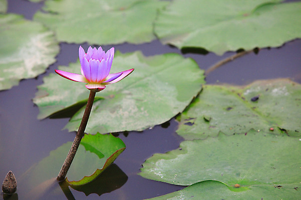 포토 JPG 주간 식물 꽃 화초 호수 분홍색 컬러 잎 한송이 자연 연꽃 사람없음 야외 아웃포커스 정원 연못 수중식물 연잎 국내포토 자연요소 1 촬영기법 생태계 송이 파일형식