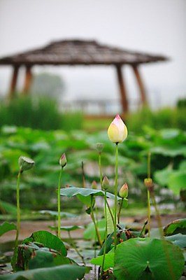포토 JPG 주간 식물 꽃 화초 호수 줄기 잎 자연 연꽃 씨앗 풍경 사람없음 야외 아웃포커스 정원 연못 수중식물 꽃봉오리 원두막 국내포토 자연요소 촬영기법 생태계 파일형식