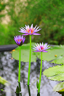 포토 JPG 주간 식물 꽃 화초 호수 분홍색 컬러 잎 자연 연꽃 사람없음 야외 아웃포커스 정원 연못 수중식물 연잎 세송이 국내포토 자연요소 촬영기법 3 생태계 파일형식