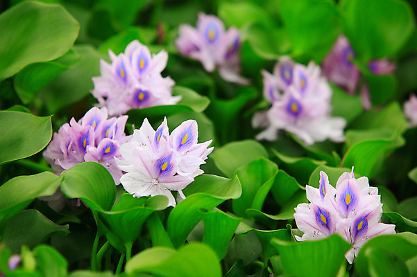 포토 JPG 주간 식물 꽃 화초 호수 컬러 여러송이 백그라운드 잎 자연 사람없음 야외 아웃포커스 정원 보라색 연못 수중식물 부레옥잠 국내포토 자연요소 다수 촬영기법 생태계 파일형식