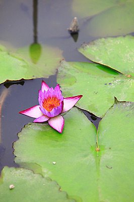 포토 JPG 주간 식물 꽃 화초 호수 분홍색 컬러 잎 한송이 자연 연꽃 사람없음 야외 아웃포커스 정원 연못 수중식물 연잎 국내포토 자연요소 1 촬영기법 생태계 송이 파일형식